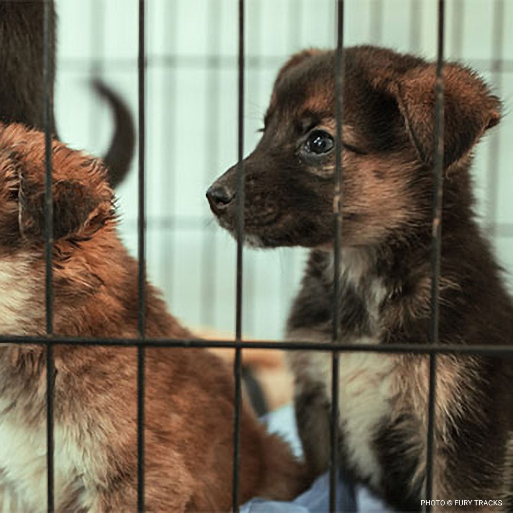 newsletter-editorial-iheartdogs-dog-care-packages-03282024 copy
